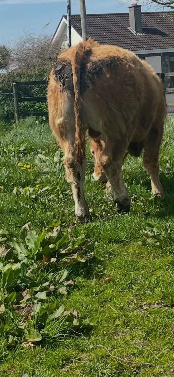 Purebred Limousine bull - Image 3