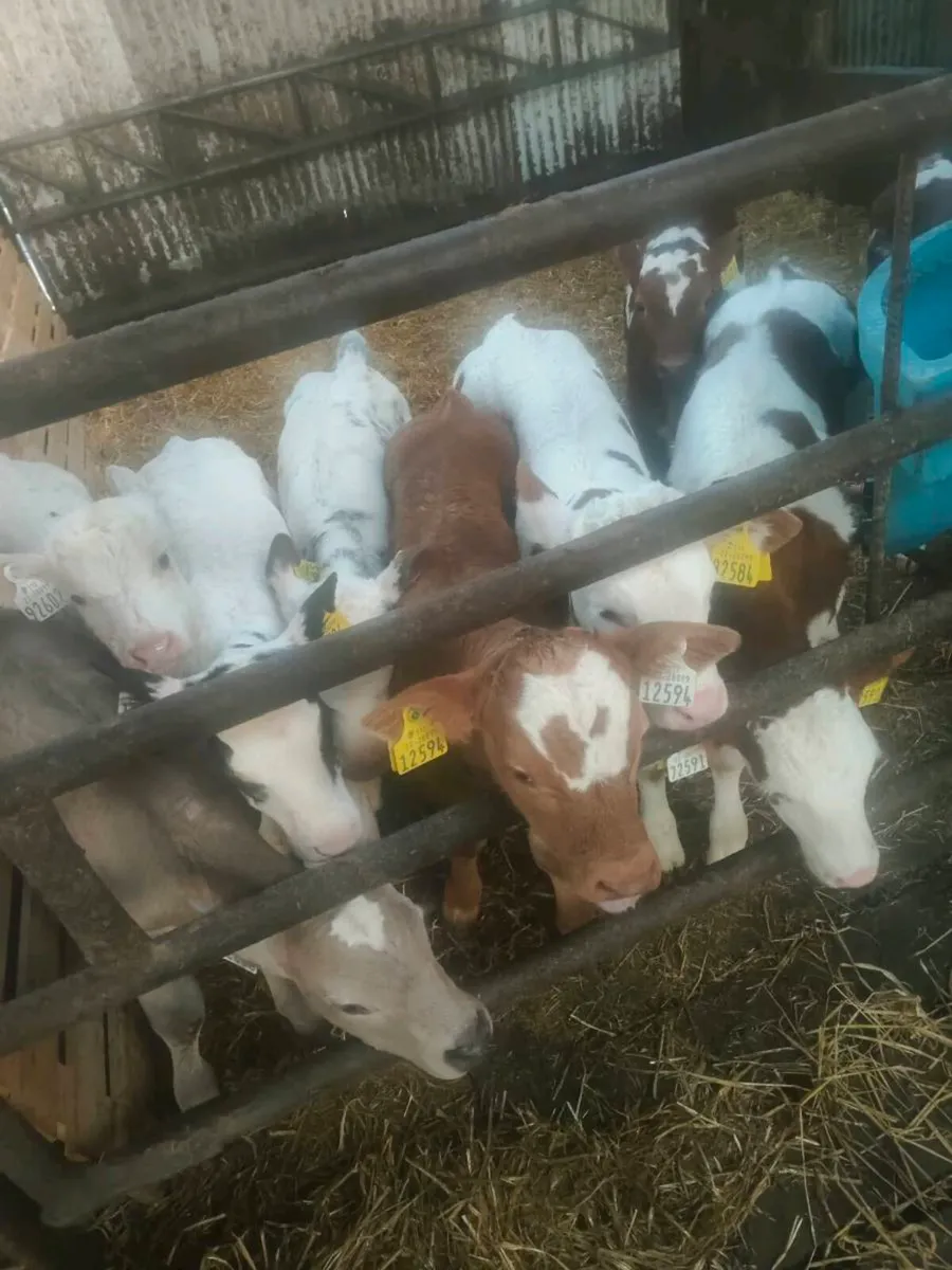 Fertiliser - Image 4
