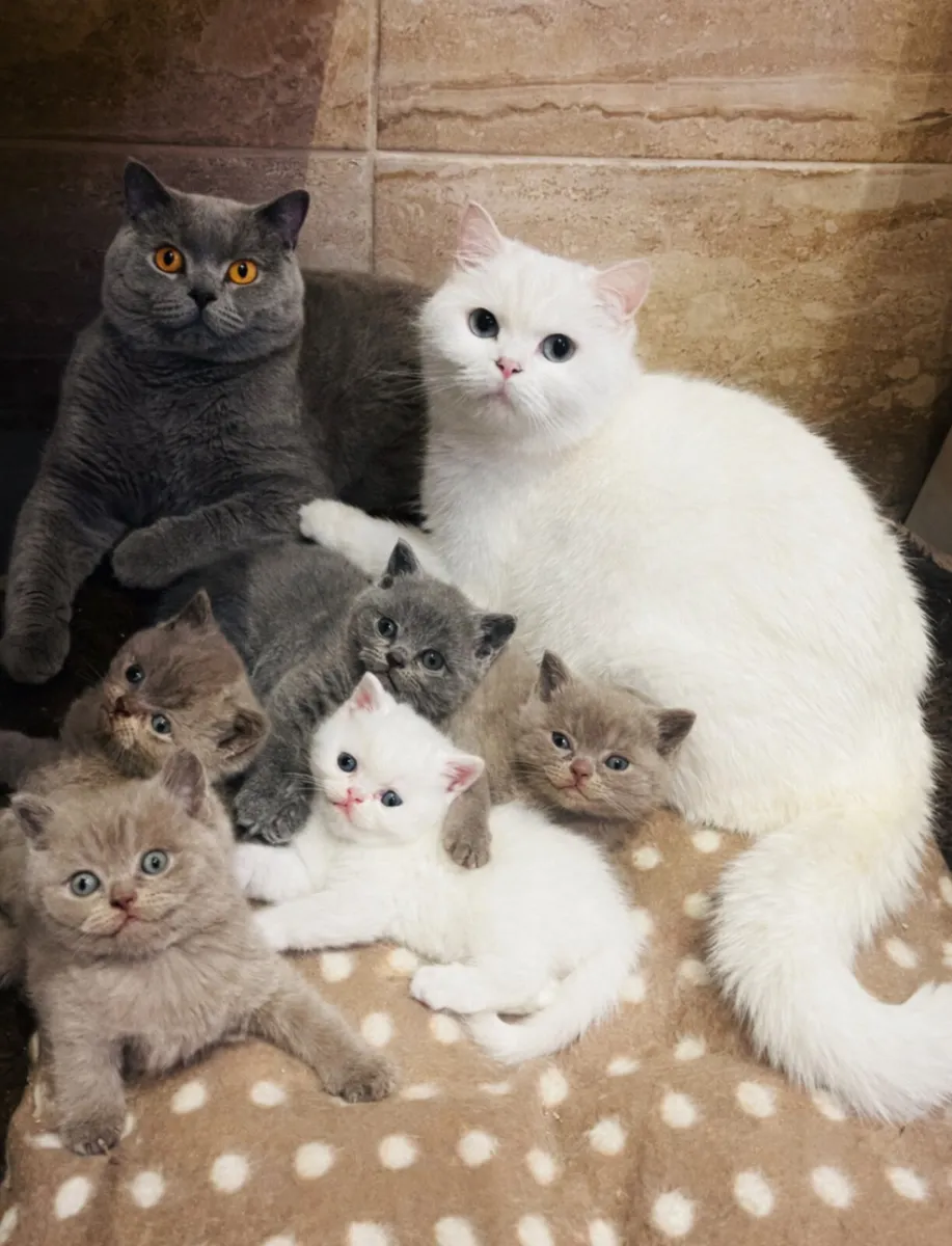 Pedigree British Shorthair kittens - Image 1