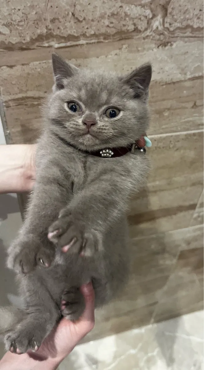 Pedigree British Shorthair kittens - Image 2