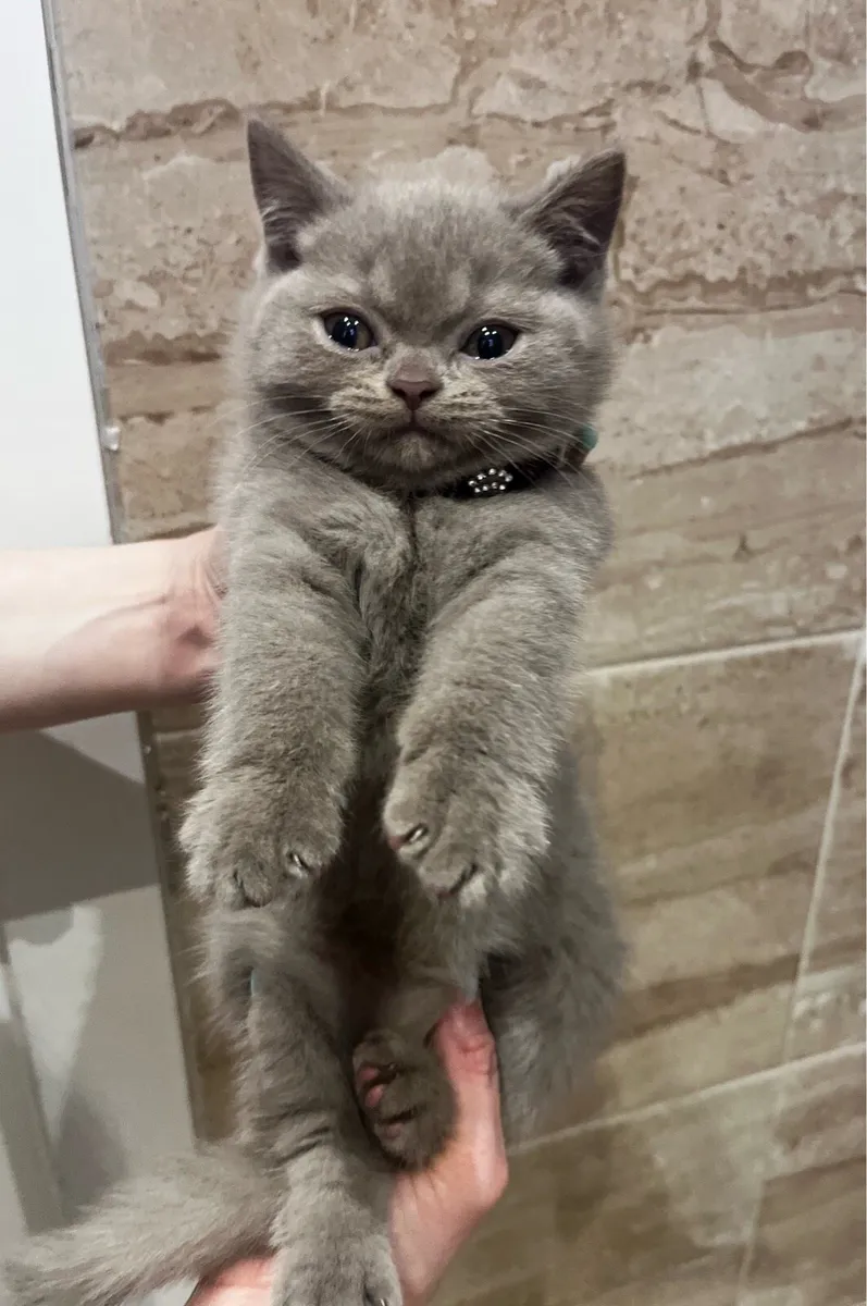 Pedigree British Shorthair kittens - Image 3