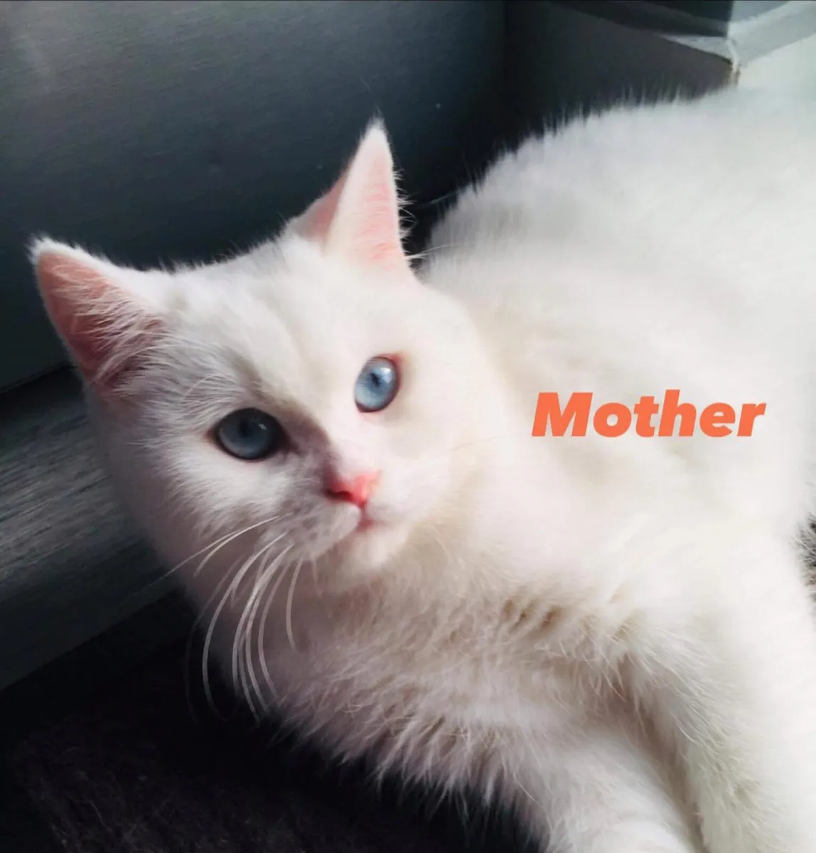 2 kittens left-Pedigree British Shorthair kittens - Image 4