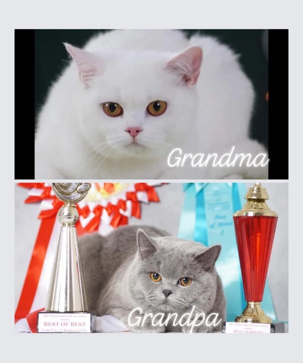 1 kitten left-Pedigree British Shorthair kittens - Image 4