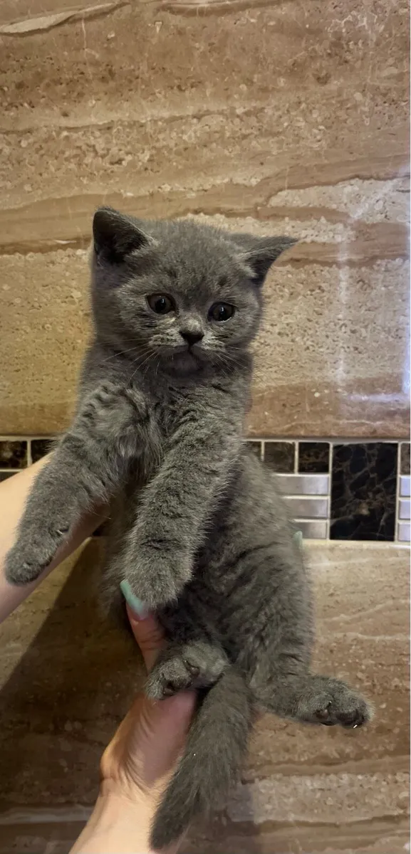 2 kittens left-Pedigree British Shorthair kittens - Image 2