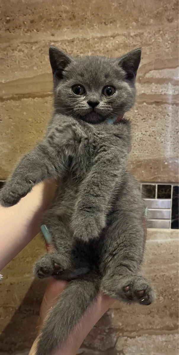2 kittens left-Pedigree British Shorthair kittens - Image 3