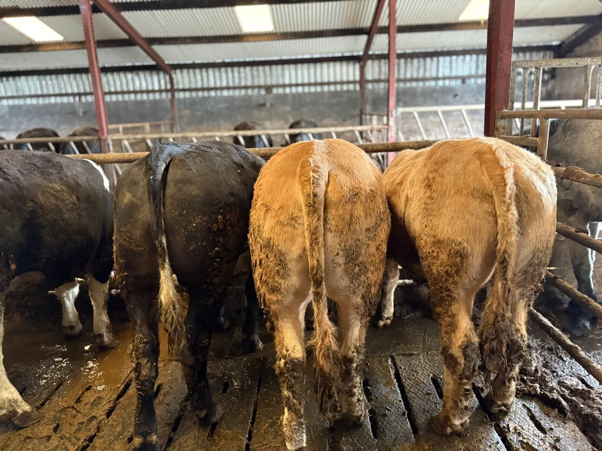 5 quality bullocks - Image 1