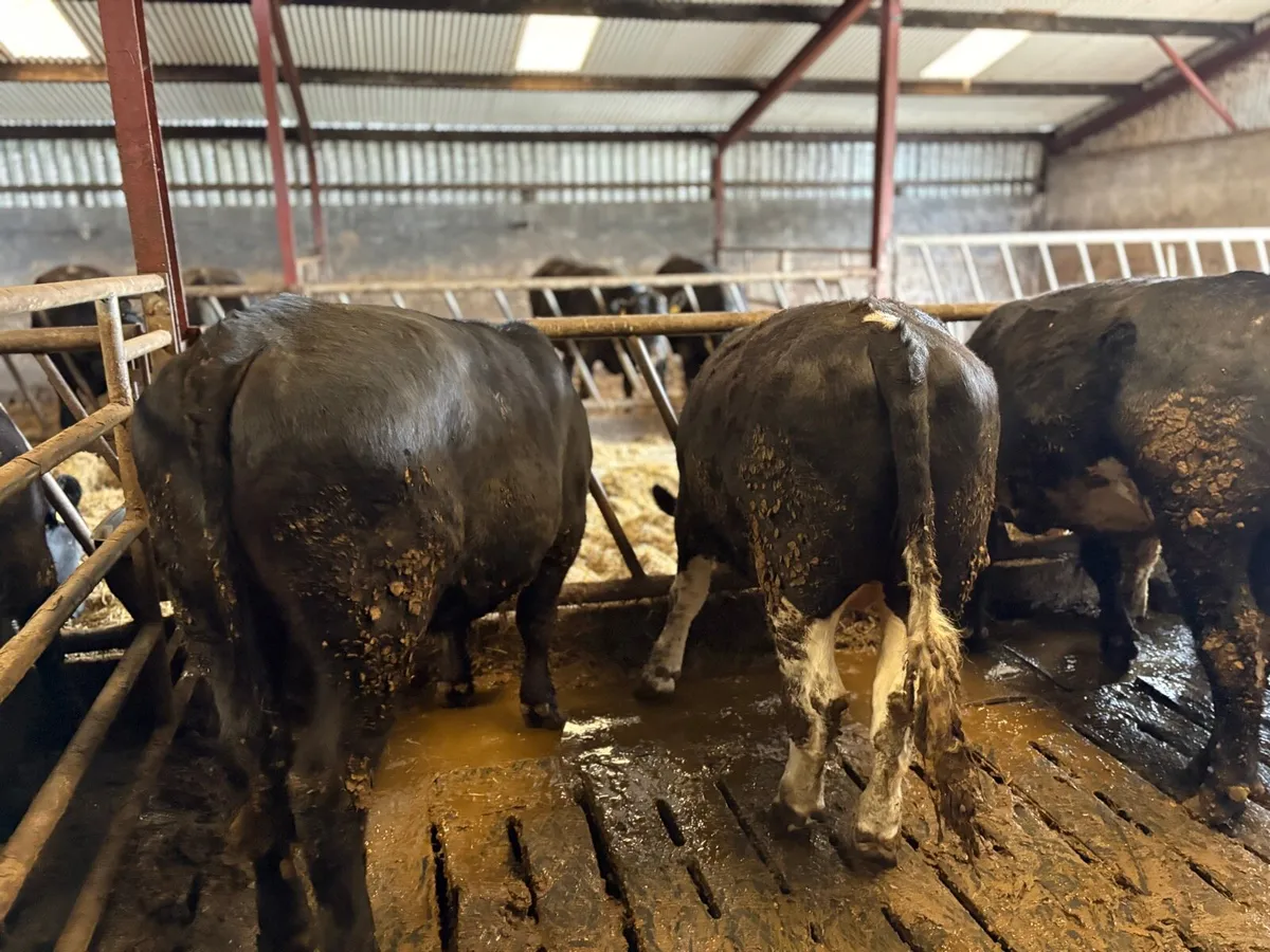 5 quality bullocks - Image 2