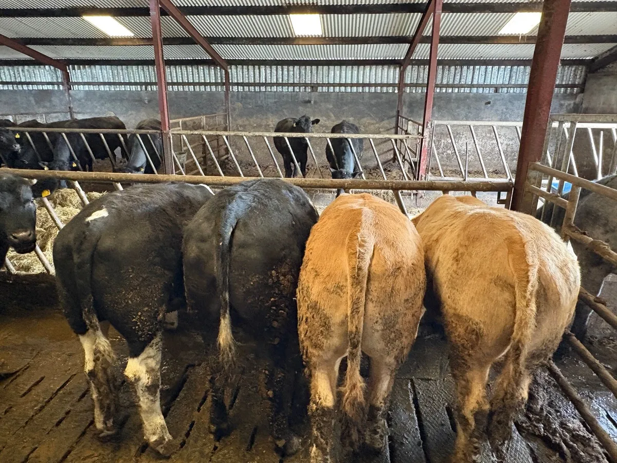 5 quality bullocks - Image 3