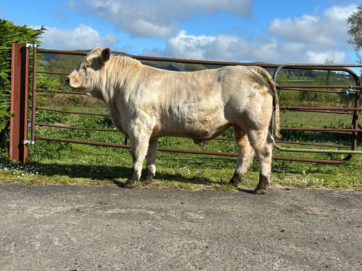 Charolais Bull - Image 2