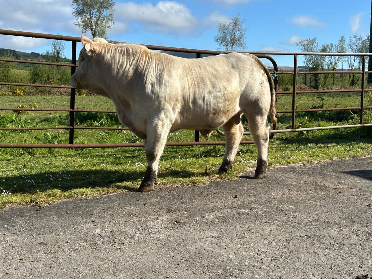 Charolais Bull - Image 3