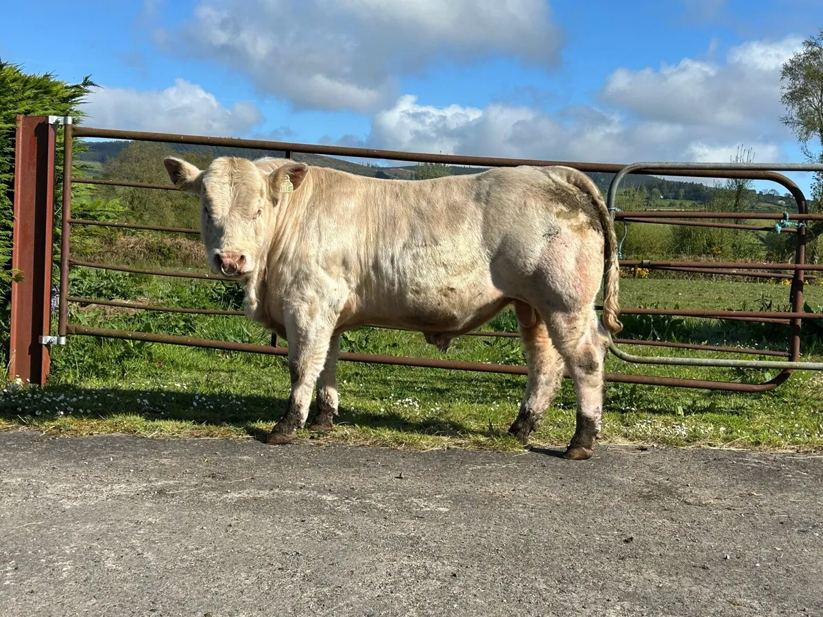 Charolais Bull - Image 1