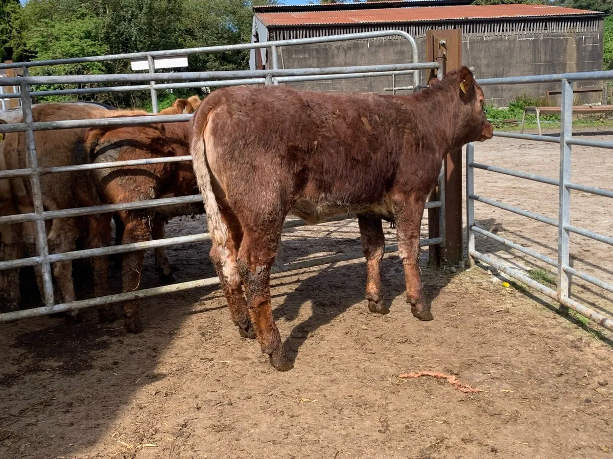 4 star shorthorn heifer - Image 2