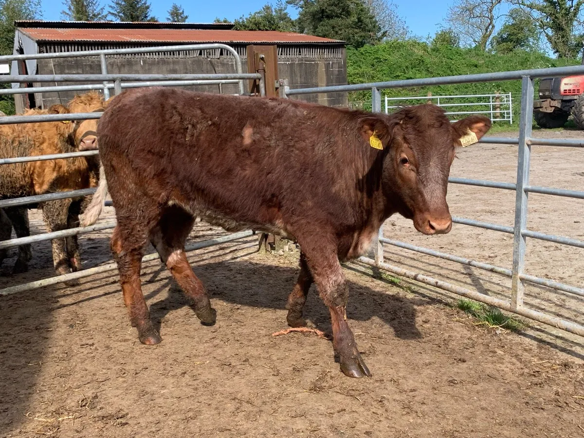 4 star shorthorn heifer - Image 3