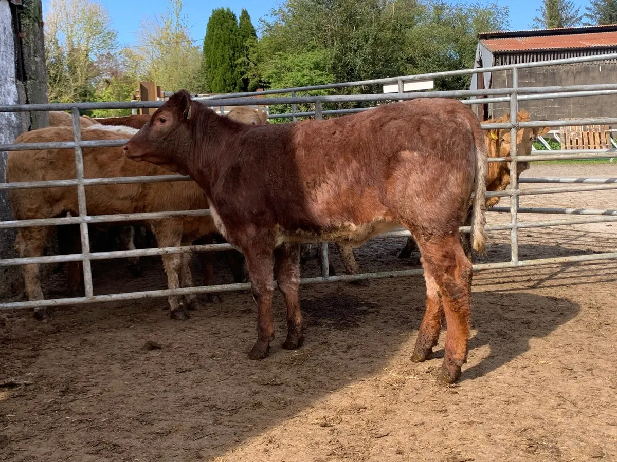 4 star shorthorn heifer - Image 1