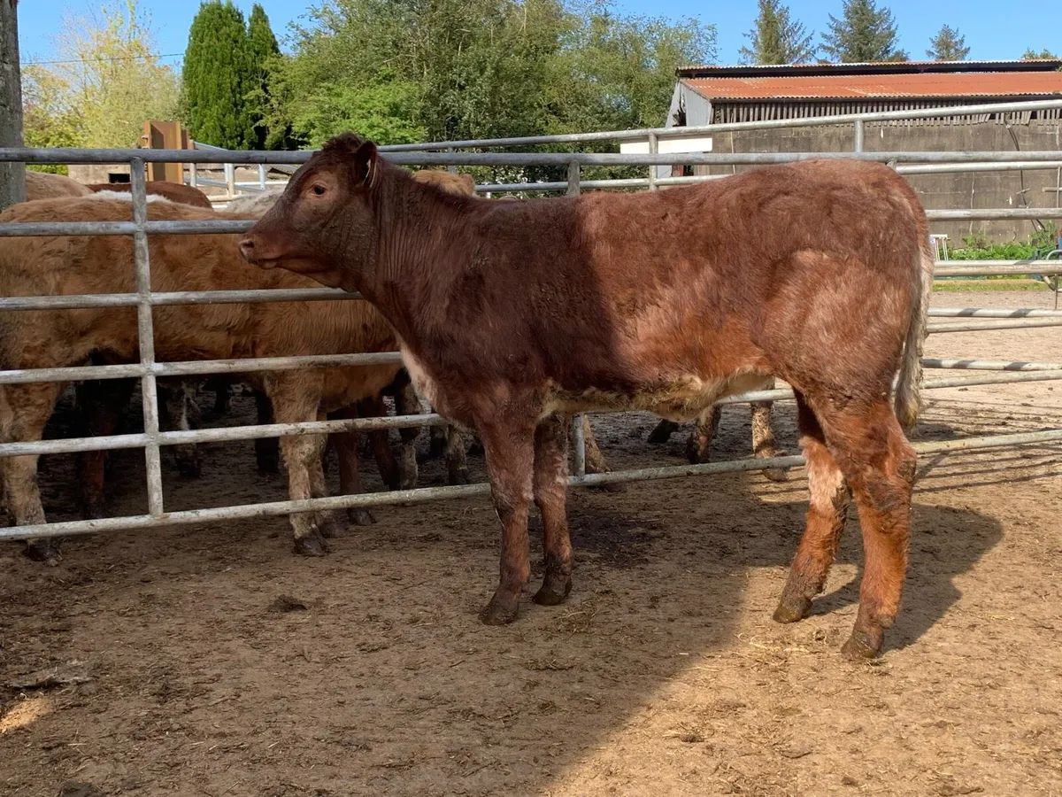 4 star shorthorn heifer - Image 4