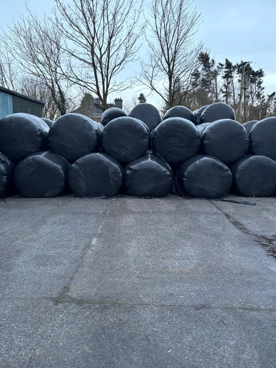 50 round bails of first cut silage