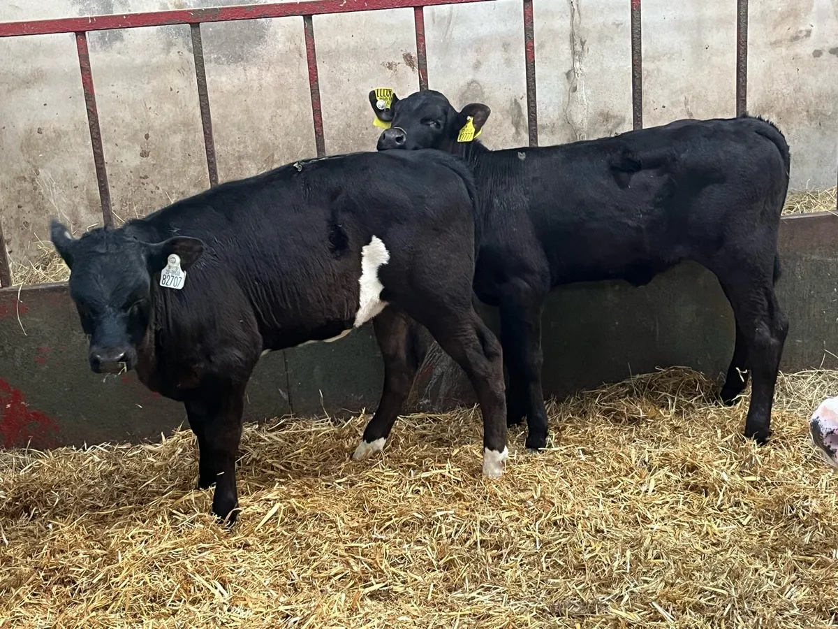 6 Super Reared AA & HE Heifer Calves - Image 2