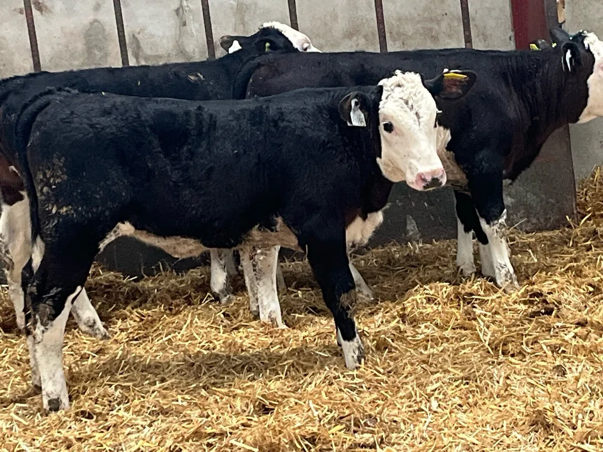 6 Super Reared AA & HE Heifer Calves - Image 4