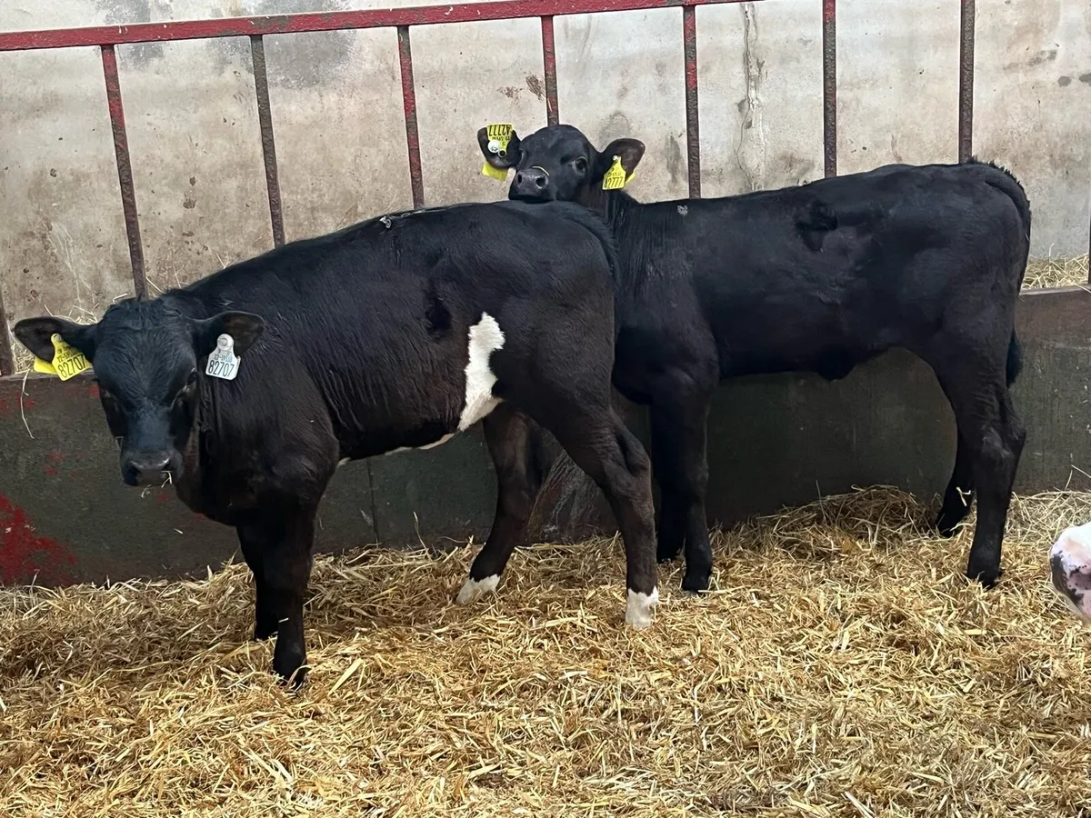 6 Super Reared AA & HE Heifer Calves - Image 3
