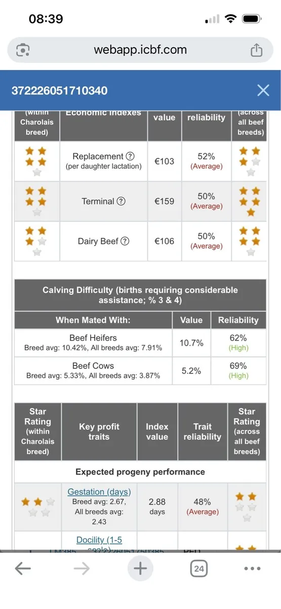 Charolais Bull - Image 4