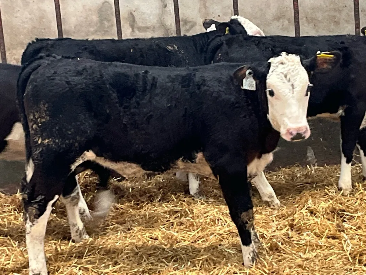6 Super Reared AA & HE Heifer Calves - Image 1