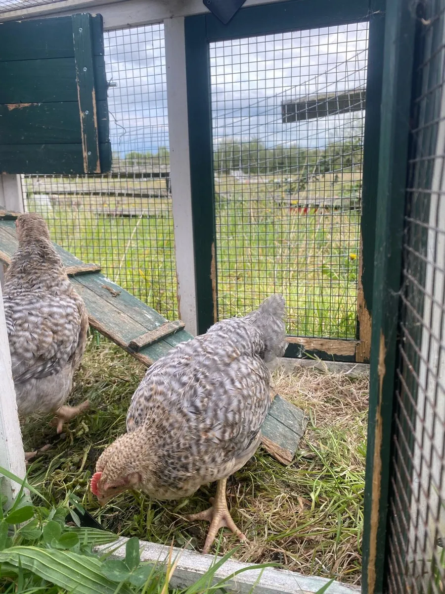 Bielefelder cocks - Image 2