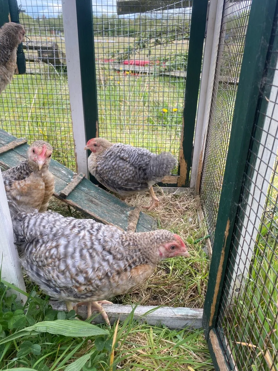 Bielefelder cocks - Image 3