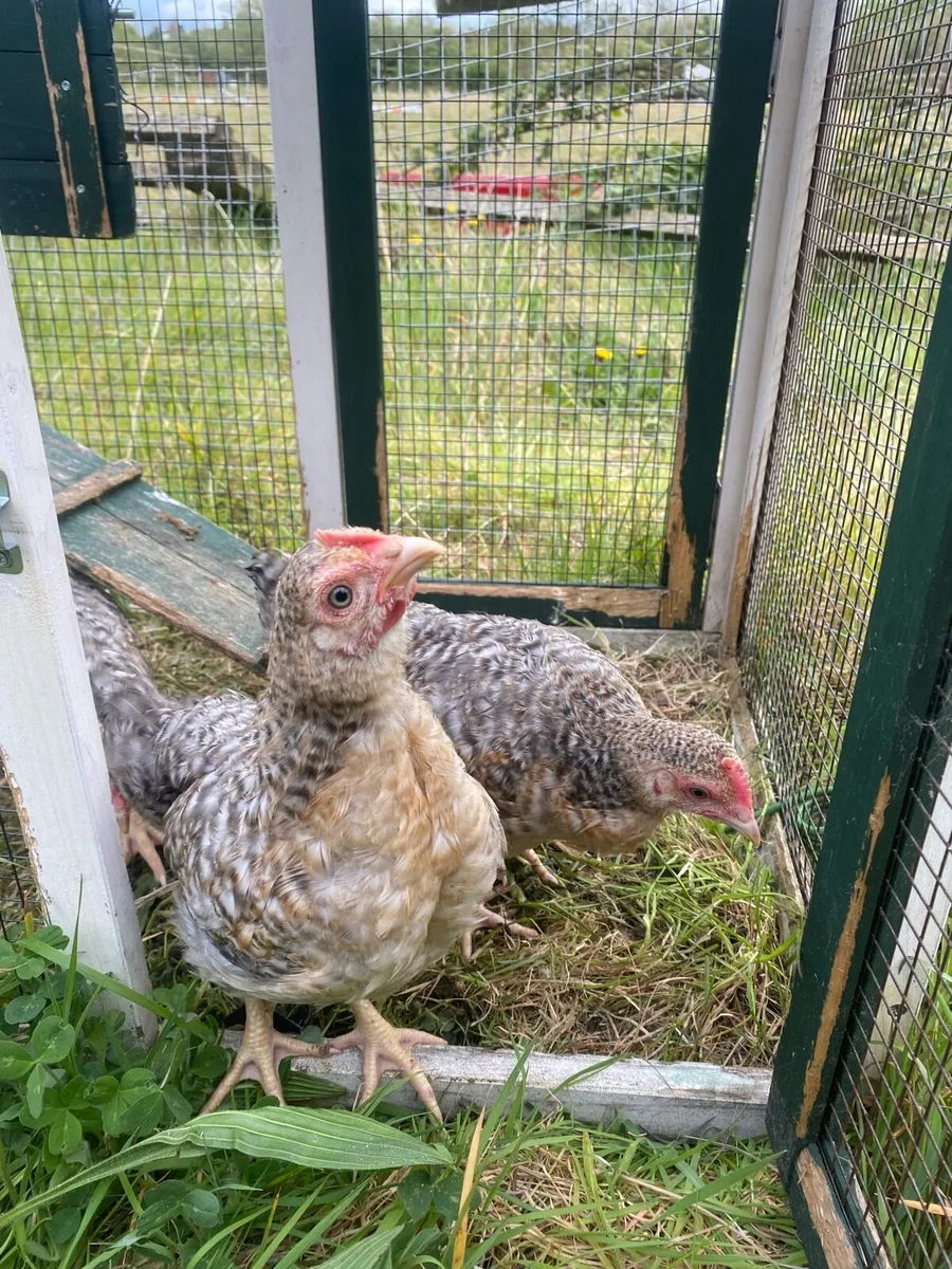 Bielefelder cocks - Image 4