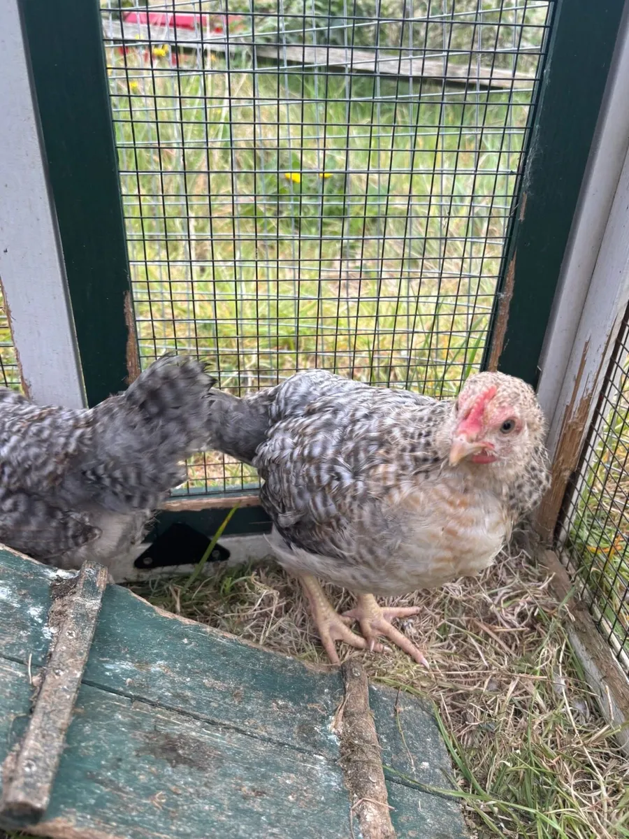 Bielefelder cocks - Image 1