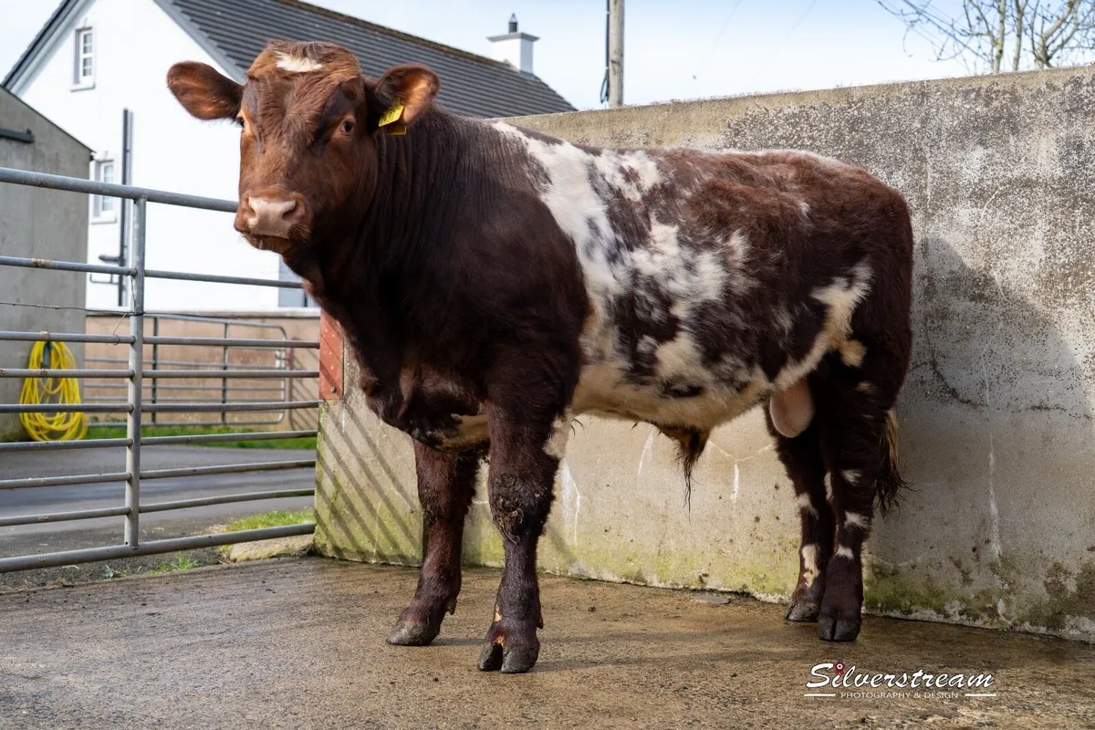 PEDIGREE SHORTHORN BULL - Image 3