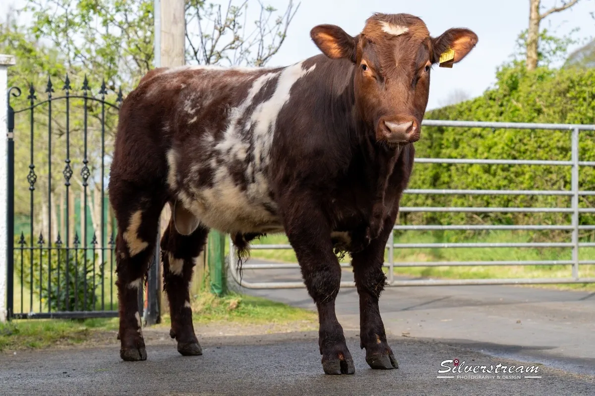 PEDIGREE SHORTHORN BULL - Image 4