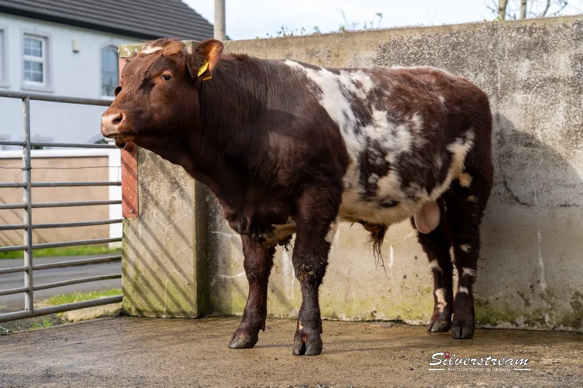 PEDIGREE SHORTHORN BULL - Image 1