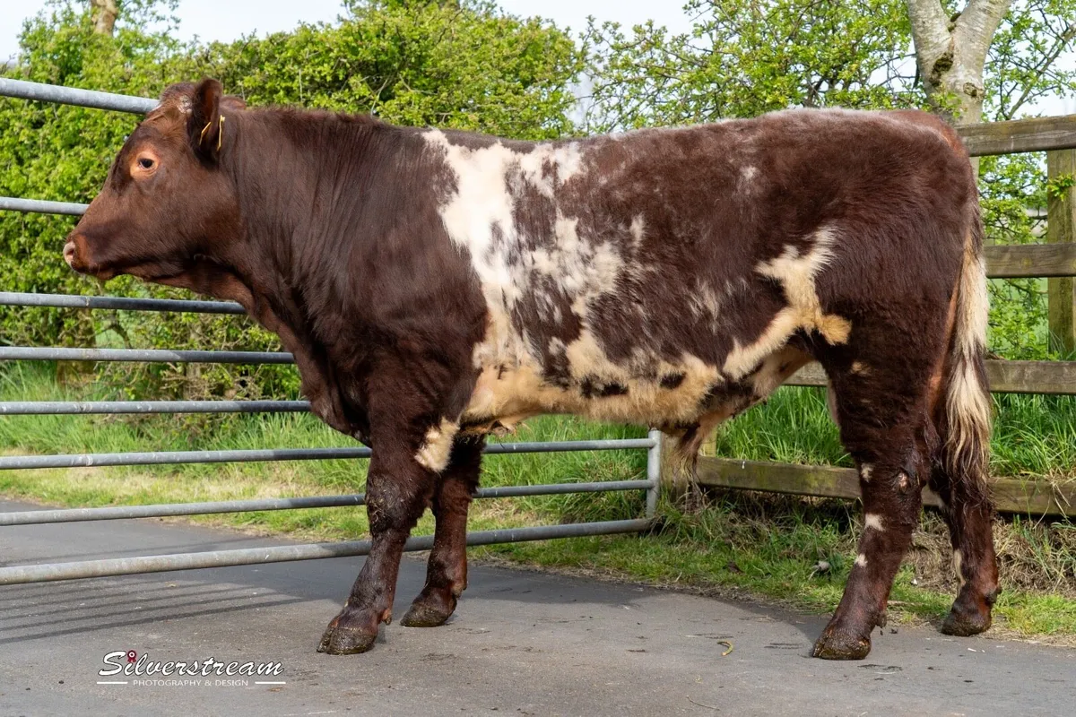 PEDIGREE SHORTHORN BULL - Image 2