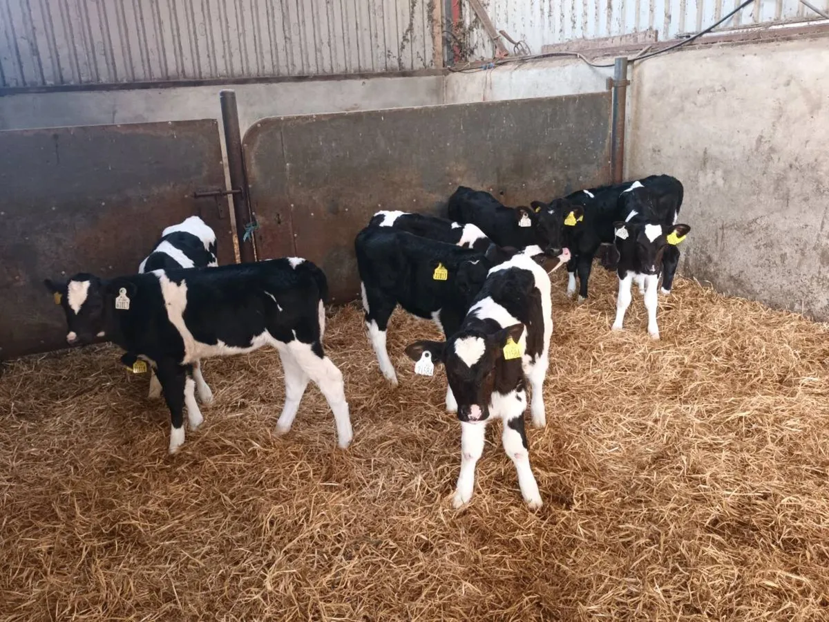 8 FRIESEN HEIFER CALVES FOR SALE - Image 1