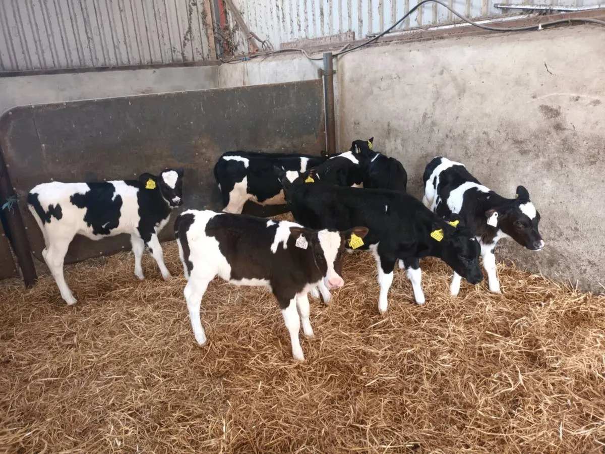 8 FRIESEN HEIFER CALVES FOR SALE - Image 2