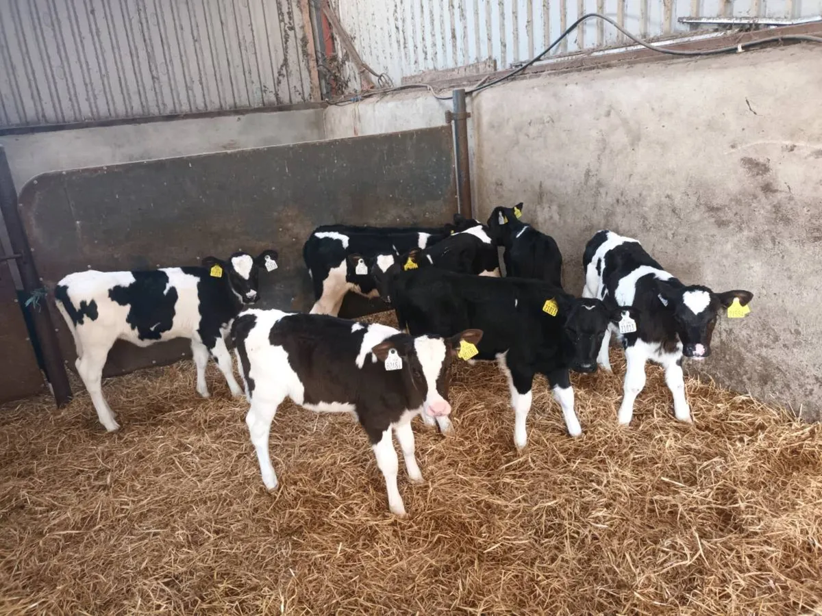 8 FRIESEN HEIFER CALVES FOR SALE - Image 3