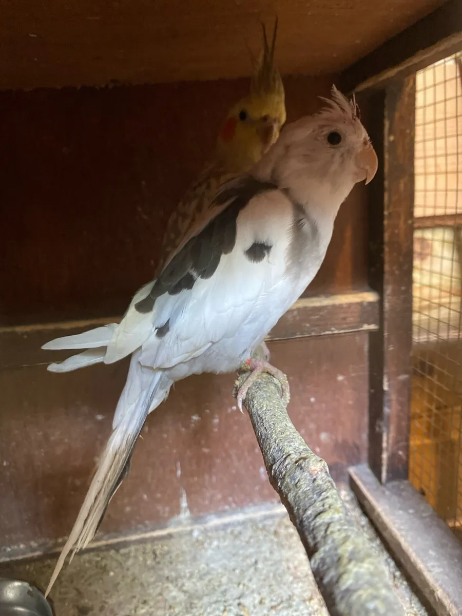 Cockatiel breeding pair & lovebirds etc - Image 1