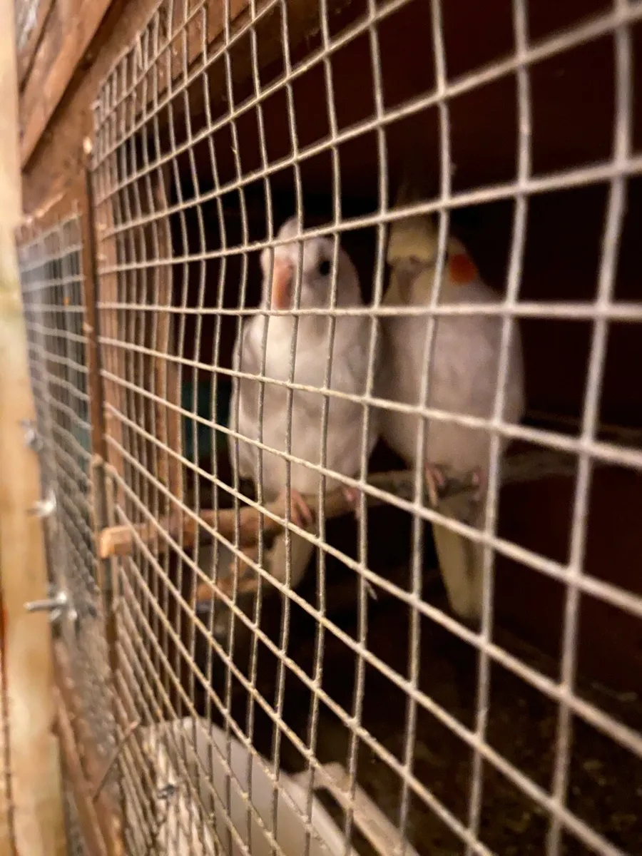 Cockatiel breeding pair & lovebirds etc - Image 2