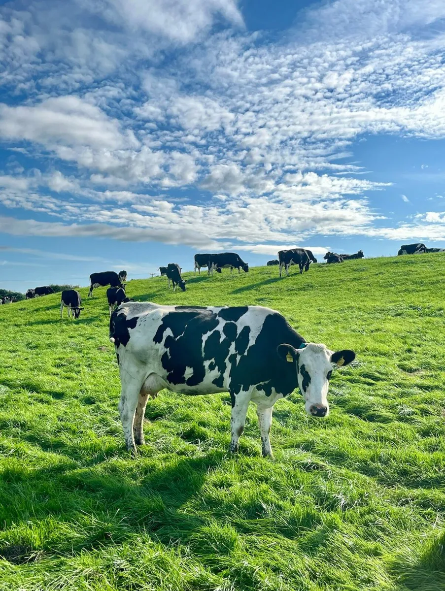 Pedigree High EBI Dairy Stock