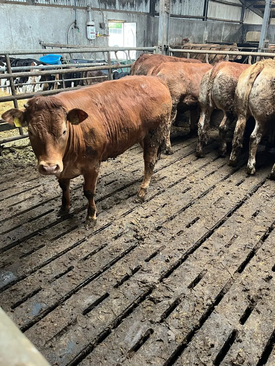 Top quality Heifers - Image 3