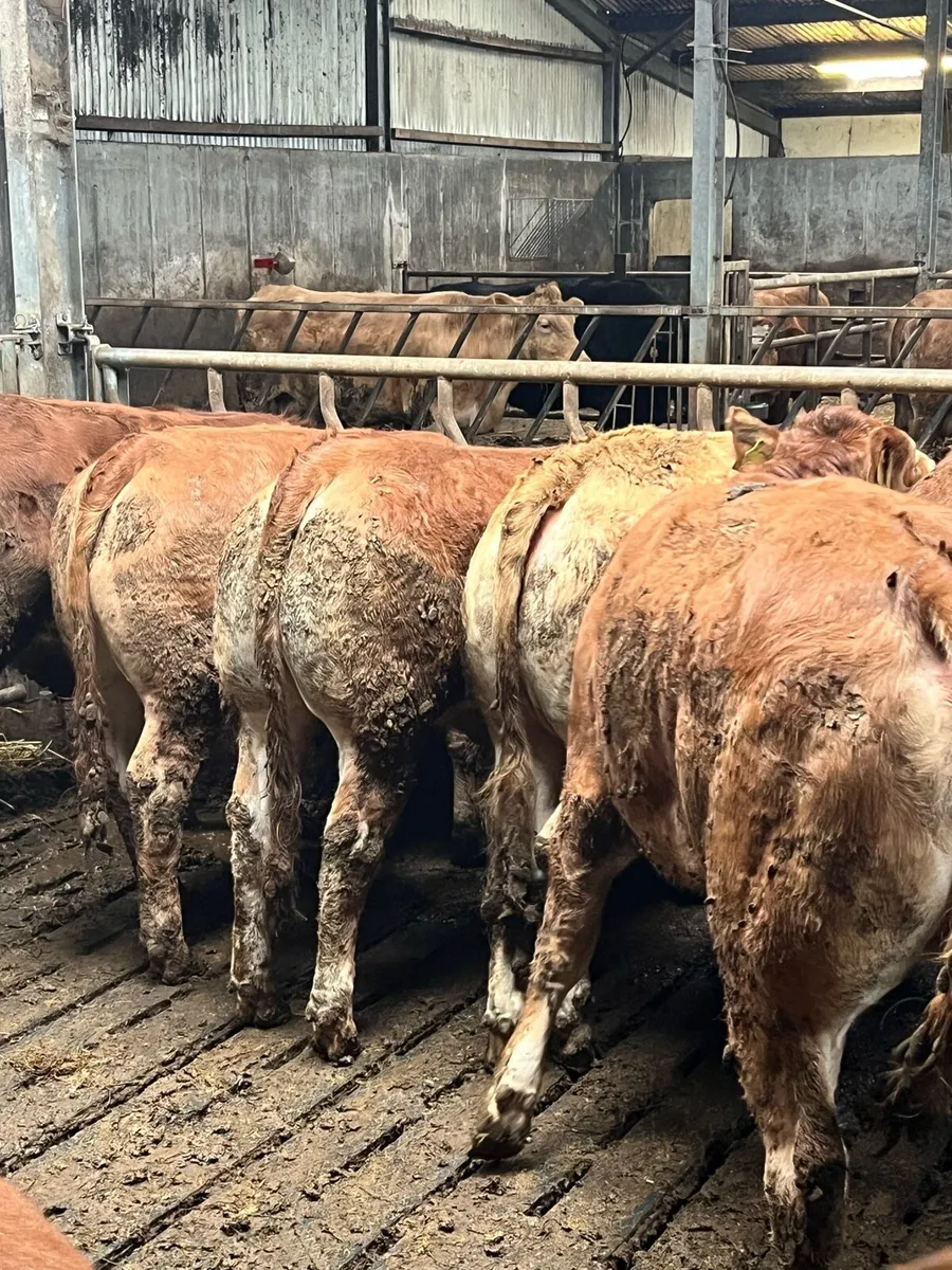 Top quality Heifers - Image 4