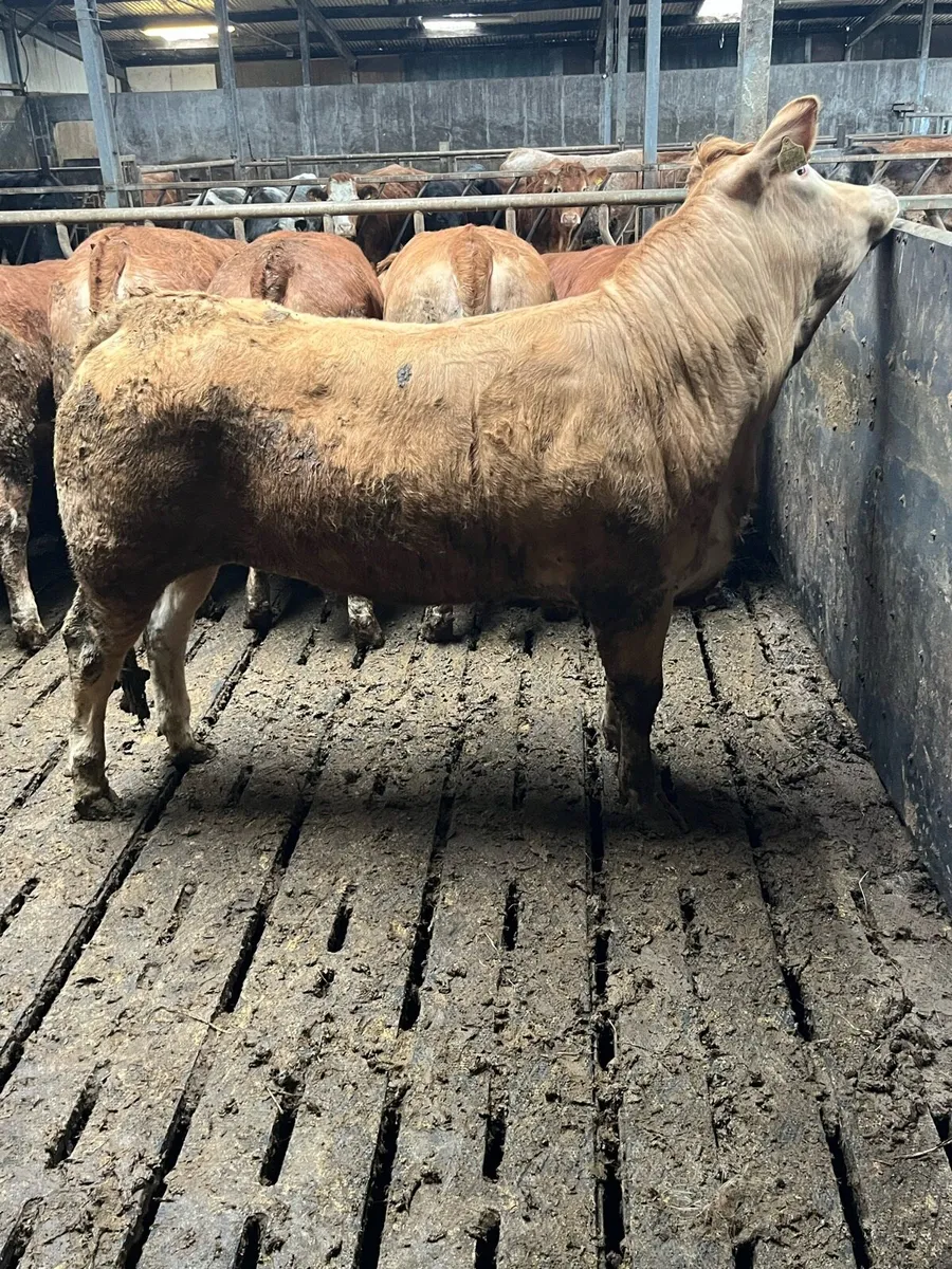 Top quality Heifers - Image 1