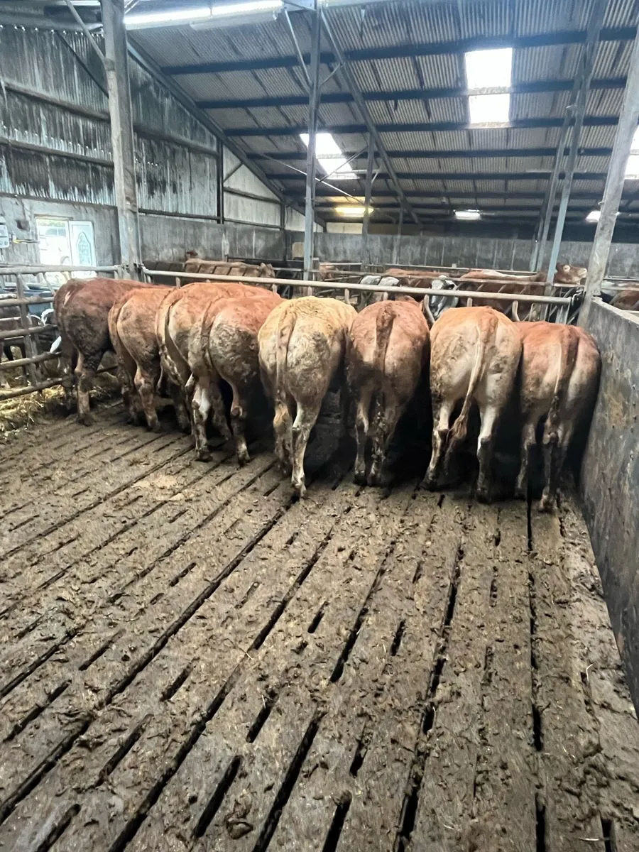 Top quality Heifers - Image 2