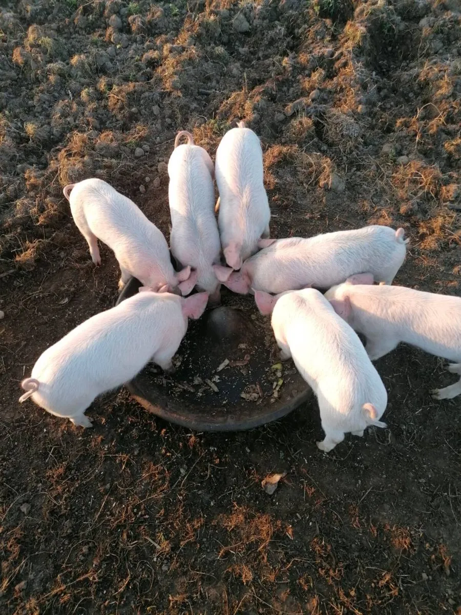 Large white x Duroc weaners - Image 1