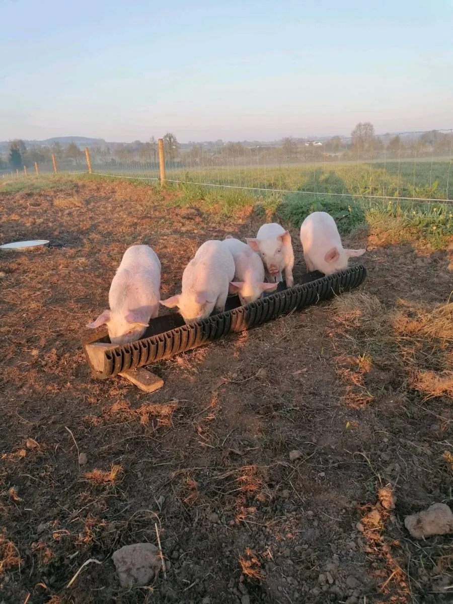 Large white x Duroc weaners - Image 2