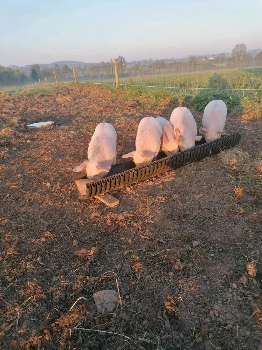 Large white x Duroc weaners - Image 3