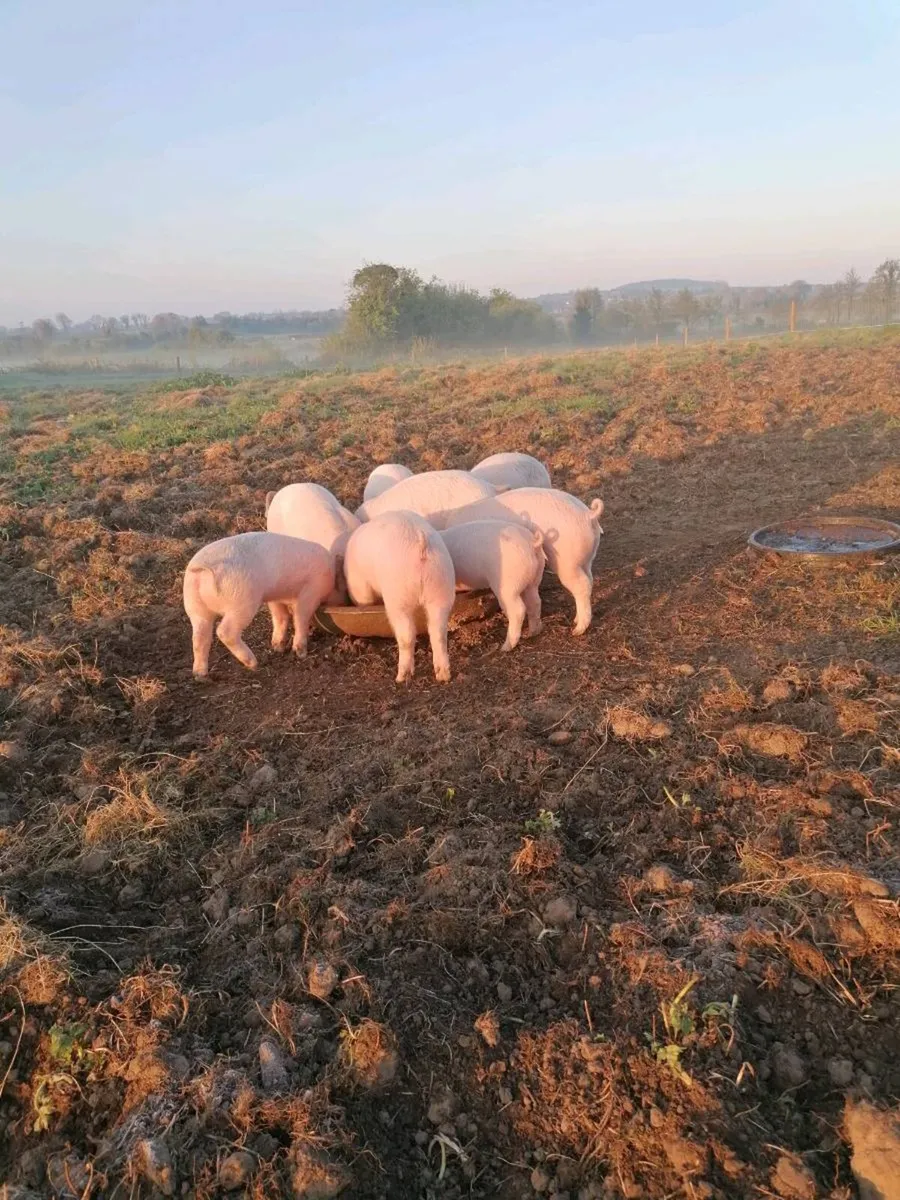 Large white x Duroc weaners - Image 4