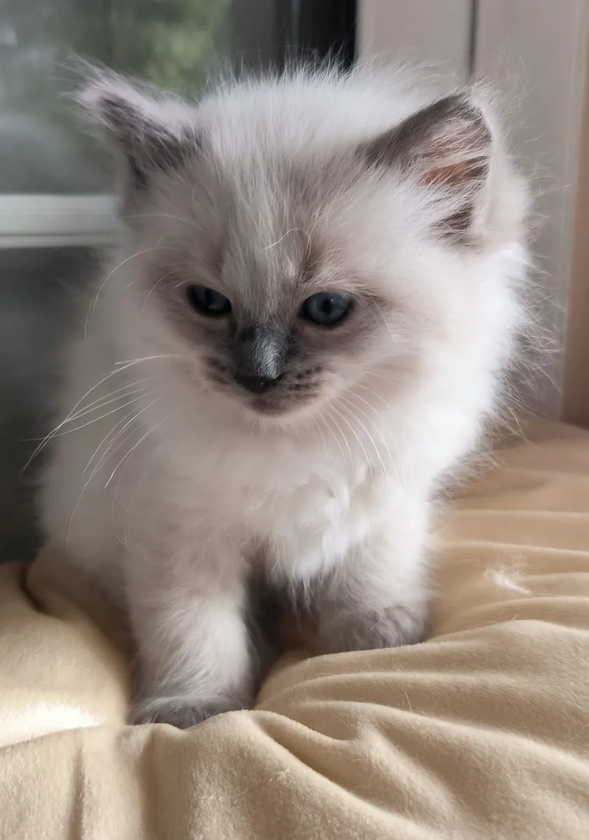 Ragdoll kittens - Image 3