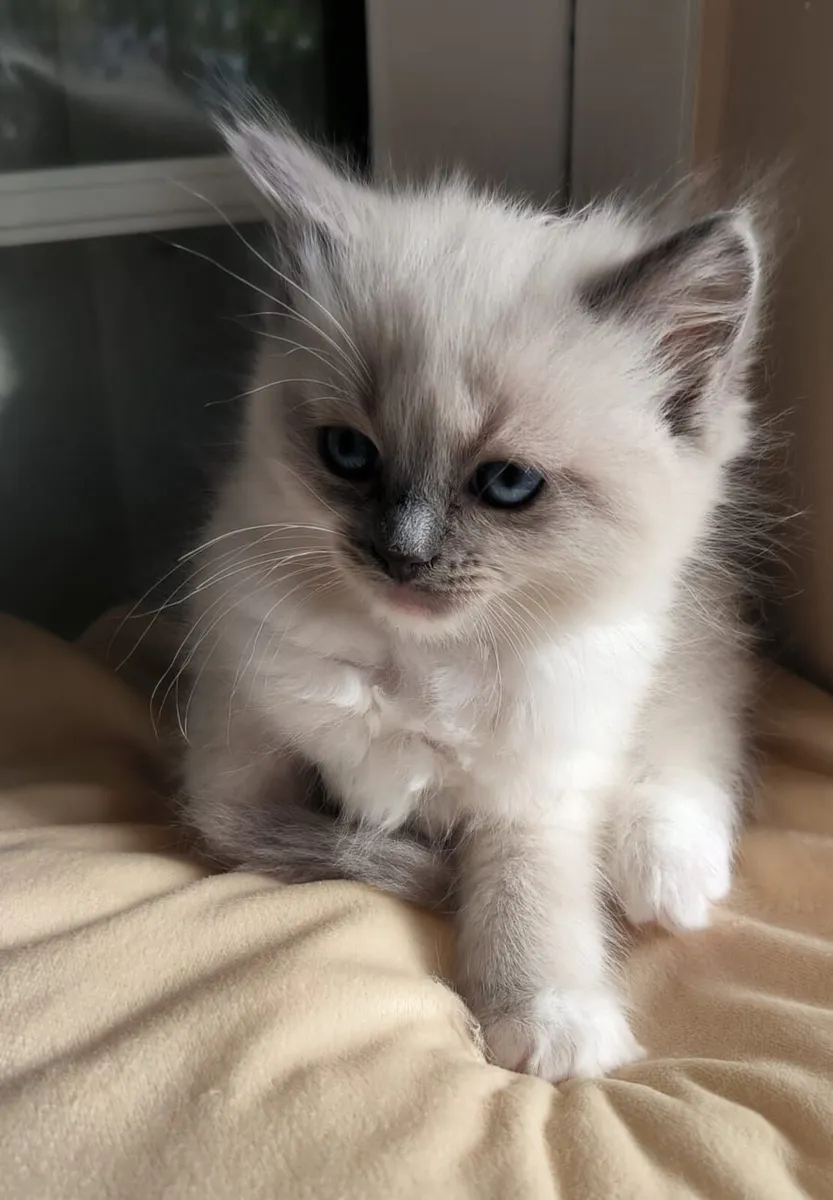 Ragdoll kittens - Image 2