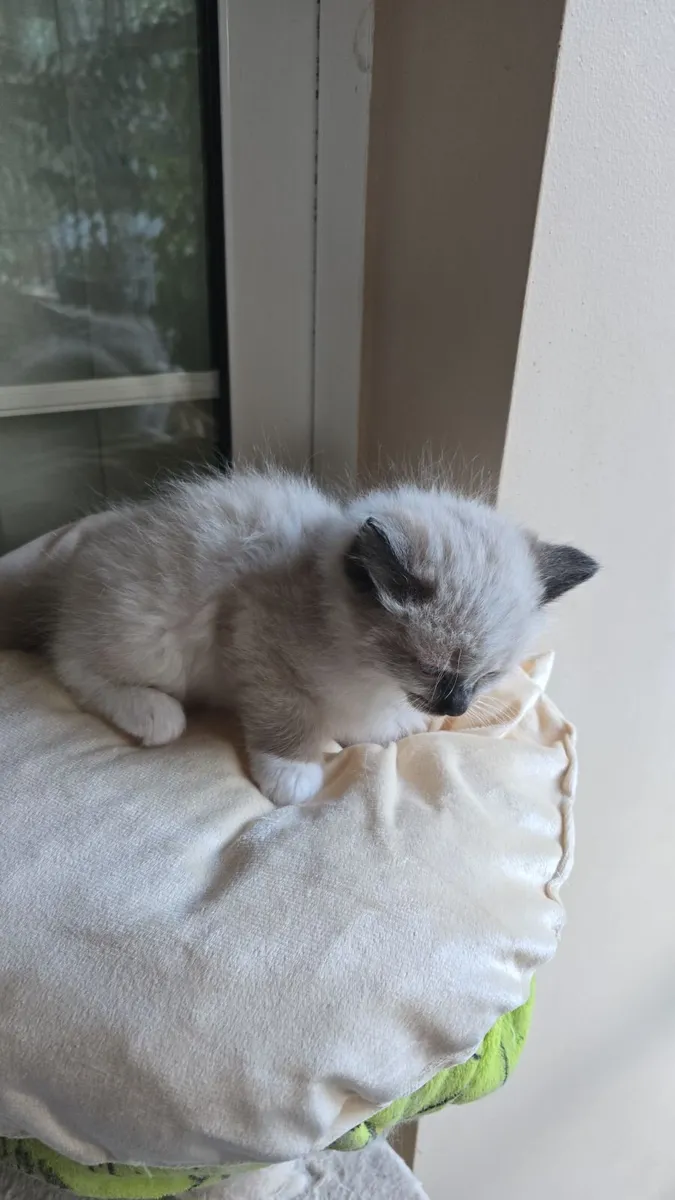Ragdoll kittens - Image 4